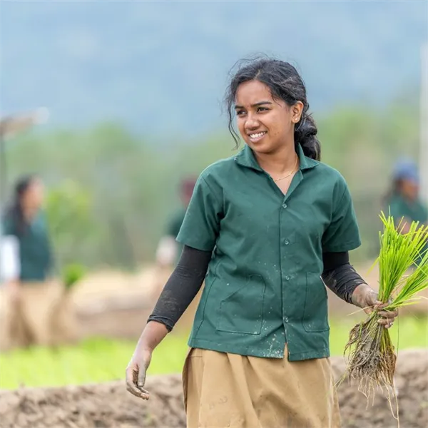 Student planting rice seedlings in a paddy field